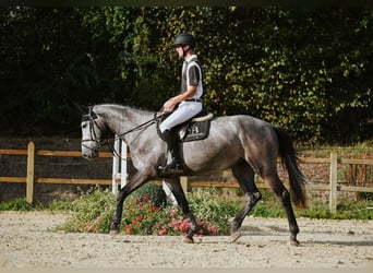 Rheinländer, Wallach, 4 Jahre, 167 cm, Schimmel