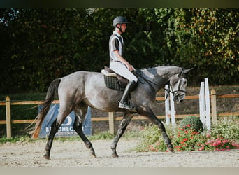 Rheinländer, Wallach, 4 Jahre, 167 cm, Schimmel