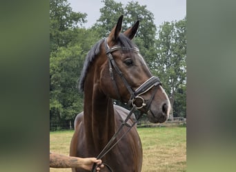 Rheinländer, Wallach, 4 Jahre, 167 cm, Schwarzbrauner