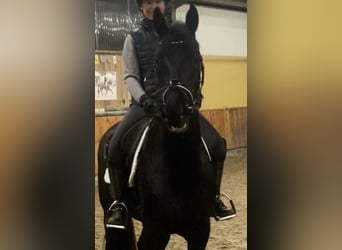 Rheinländer, Wallach, 4 Jahre, 168 cm, Rappe