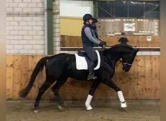 Rheinländer, Wallach, 4 Jahre, 168 cm, Rappe