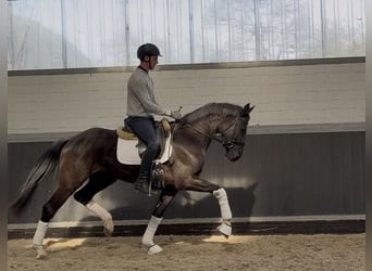 Rheinländer, Wallach, 4 Jahre, 168 cm, Rappe