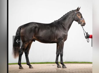 Rheinländer Mix, Wallach, 4 Jahre, 170 cm, Brauner