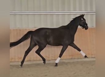 Rheinländer, Wallach, 4 Jahre, 170 cm, Dunkelbrauner
