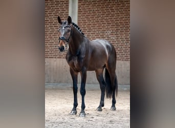 Rheinländer, Wallach, 4 Jahre, 171 cm, Dunkelbrauner