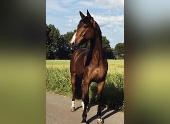 Rheinländer, Wallach, 4 Jahre, 175 cm, Brauner