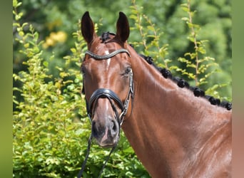 Rheinländer, Wallach, 4 Jahre, 176 cm, Brauner
