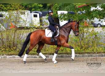Rheinländer, Wallach, 4 Jahre, 177 cm, Brauner
