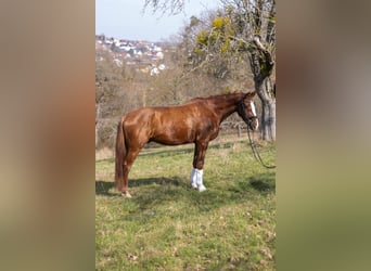 Rheinländer, Wallach, 4 Jahre, 178 cm, Fuchs