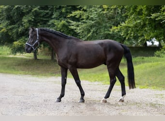 Rheinländer, Wallach, 4 Jahre, Rappe