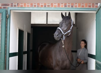 Rheinländer, Wallach, 4 Jahre, Rappe