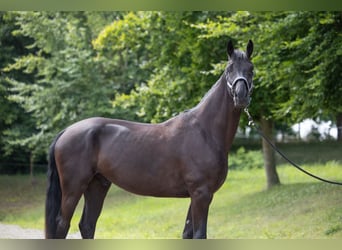 Rheinländer, Wallach, 4 Jahre, Rappe