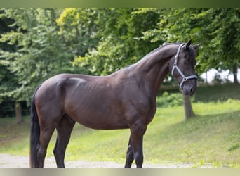 Rheinländer, Wallach, 4 Jahre, Rappe