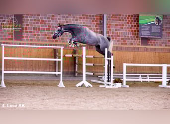 Rheinländer, Wallach, 4 Jahre, Schimmel