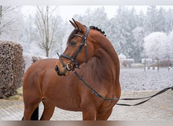 Rheinländer, Wallach, 5 Jahre, 160 cm, Brauner