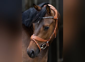 Rheinländer, Wallach, 5 Jahre, 164 cm, Brauner