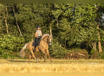 Rheinländer, Wallach, 5 Jahre, 164 cm, Falbe