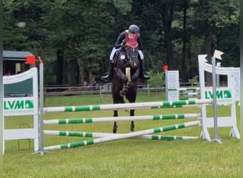 Rheinländer, Wallach, 5 Jahre, 165 cm, Rappe