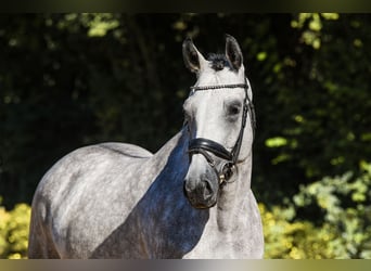 Rheinländer, Wallach, 5 Jahre, 165 cm, Schimmel