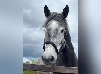 Rheinländer, Wallach, 5 Jahre, 167 cm, Schimmel
