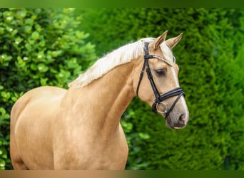 Rheinländer, Wallach, 5 Jahre, 169 cm, Palomino
