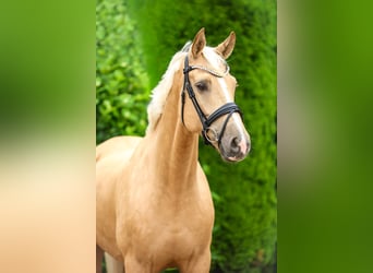 Rheinländer, Wallach, 5 Jahre, 169 cm, Palomino