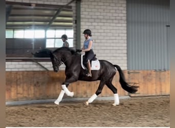 Rheinländer, Wallach, 5 Jahre, 172 cm, Rappe
