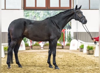 Rheinländer, Wallach, 5 Jahre, Brauner