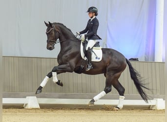 Rheinländer, Wallach, 5 Jahre, Brauner