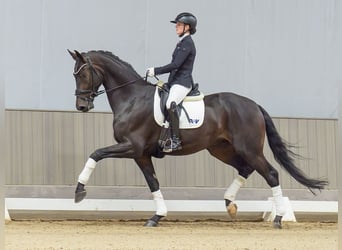 Rheinländer, Wallach, 5 Jahre, Brauner