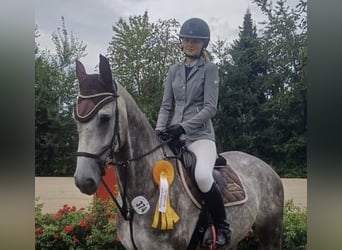 Rheinländer, Wallach, 5 Jahre, Schimmel