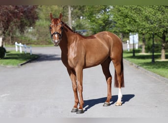 Rheinländer, Wallach, 6 Jahre, 166 cm, Fuchs