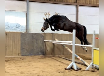 Rheinländer, Wallach, 6 Jahre, 170 cm, Dunkelbrauner