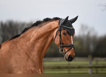 Rheinländer, Wallach, 6 Jahre, 172 cm, Brauner