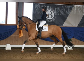 Rheinländer, Wallach, 6 Jahre, 172 cm, Brauner