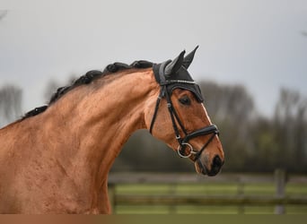 Rheinländer, Wallach, 6 Jahre, 172 cm, Brauner