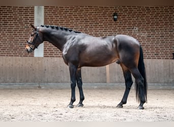 Rheinländer, Wallach, 6 Jahre, 172 cm, Dunkelbrauner