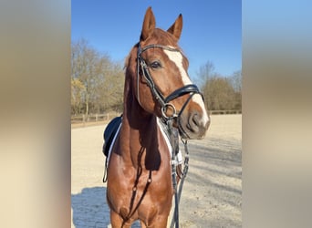 Rheinländer, Wallach, 6 Jahre, 172 cm, Dunkelfuchs