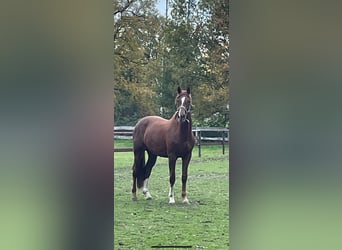Rheinländer, Wallach, 6 Jahre, 172 cm, Dunkelfuchs