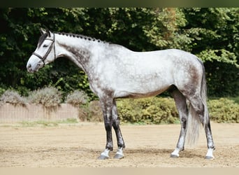Rheinländer, Wallach, 6 Jahre, 172 cm, Schimmel