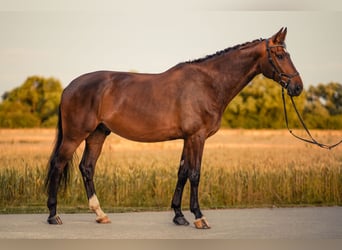 Rheinländer, Wallach, 6 Jahre, 178 cm, Brauner