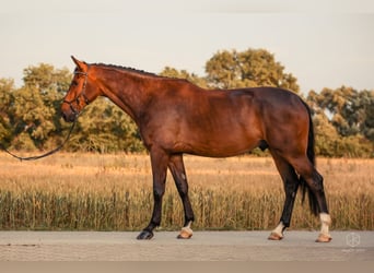 Rheinländer, Wallach, 6 Jahre, 178 cm, Brauner