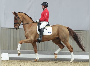 Rheinländer, Wallach, 6 Jahre, Dunkelfuchs