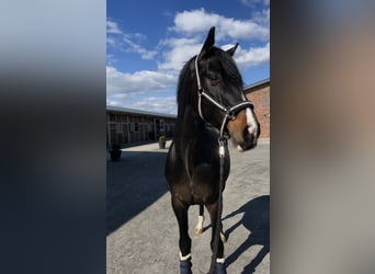 Rheinländer, Wallach, 7 Jahre, 167 cm, Schwarzbrauner