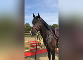 Rheinländer, Wallach, 7 Jahre, 167 cm, Schwarzbrauner