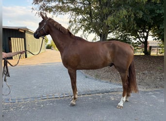 Rheinländer, Wallach, 7 Jahre, 180 cm