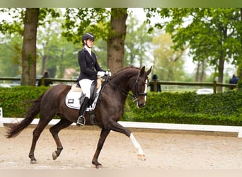 Rheinländer, Wallach, 8 Jahre, 169 cm, Dunkelfuchs
