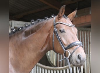 Rheinländer, Wallach, 8 Jahre, 170 cm, Brauner