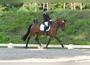 Rheinländer, Wallach, 8 Jahre, 170 cm, Brauner