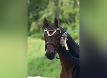 Rheinländer, Wallach, 8 Jahre, 170 cm, Brauner